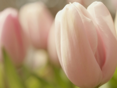 тюльпаны, розовые