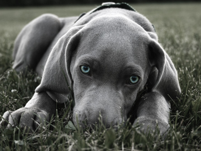 собака, взгляд, лежит на траве