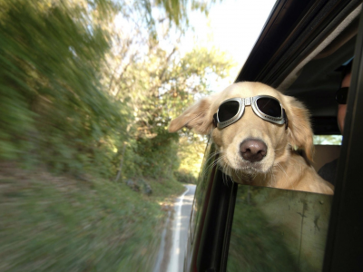 собака, в очках, в автомобиле