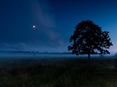 поле, ночь, дерево