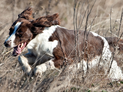 собака, животное, бежит по траве