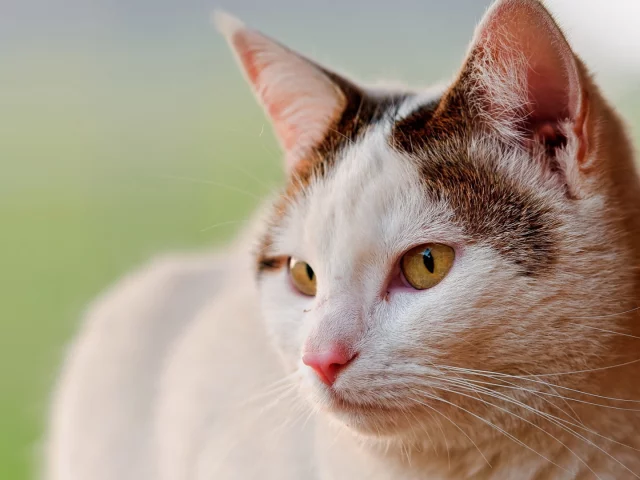 кошка, животное