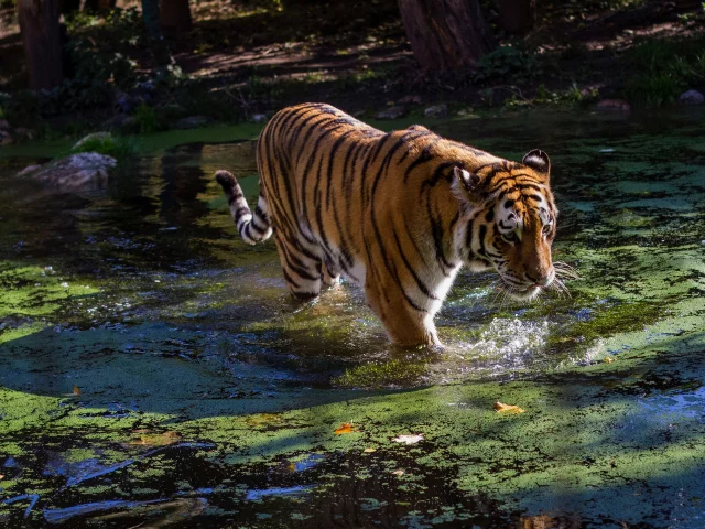 тигр, животные, взгляд, вода