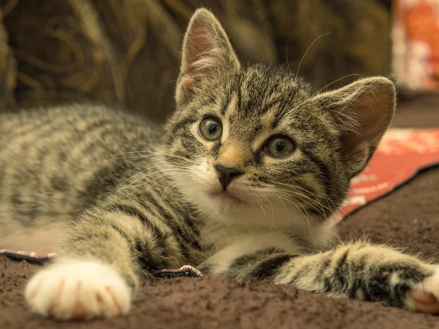 котёнок, взгляд, усы