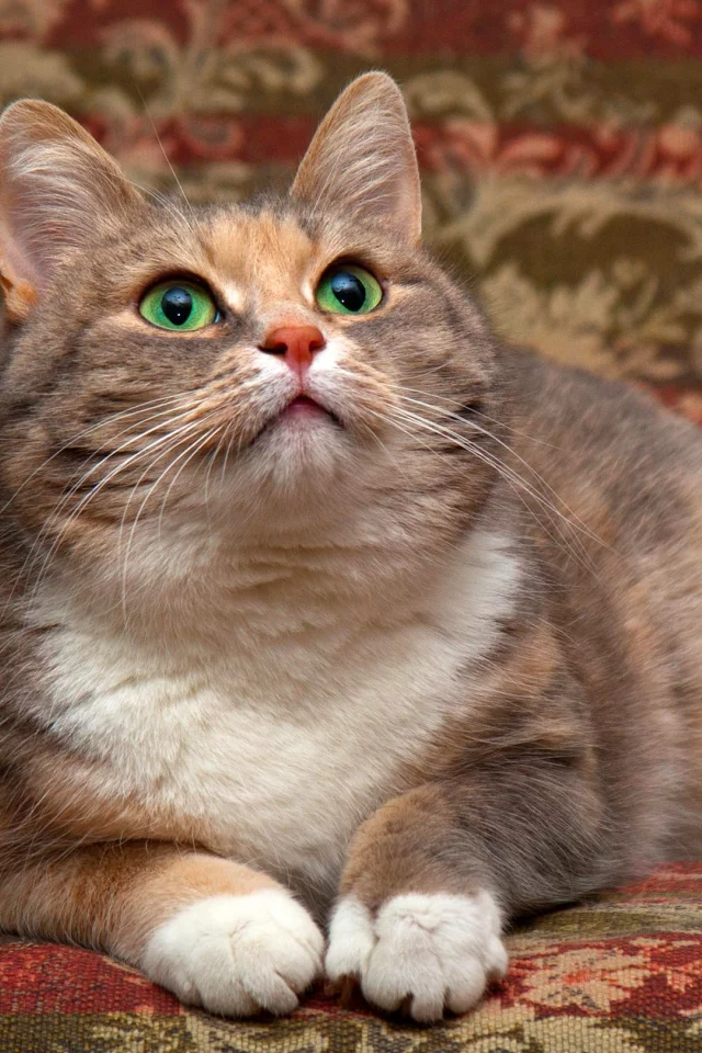 кошка, животные, взгляд, уши