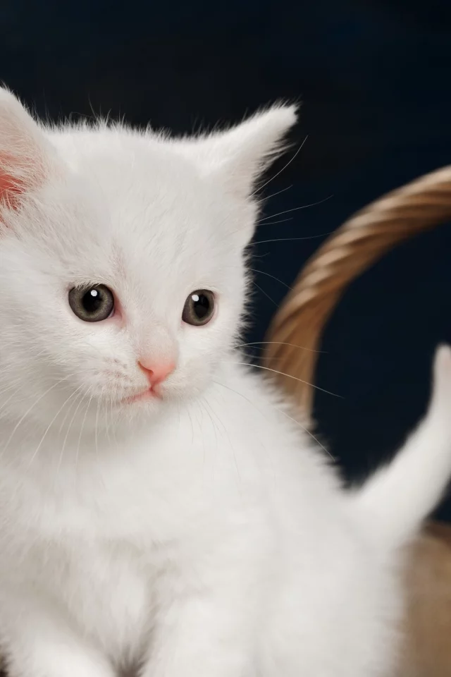 котёнок, взгляд, усы
