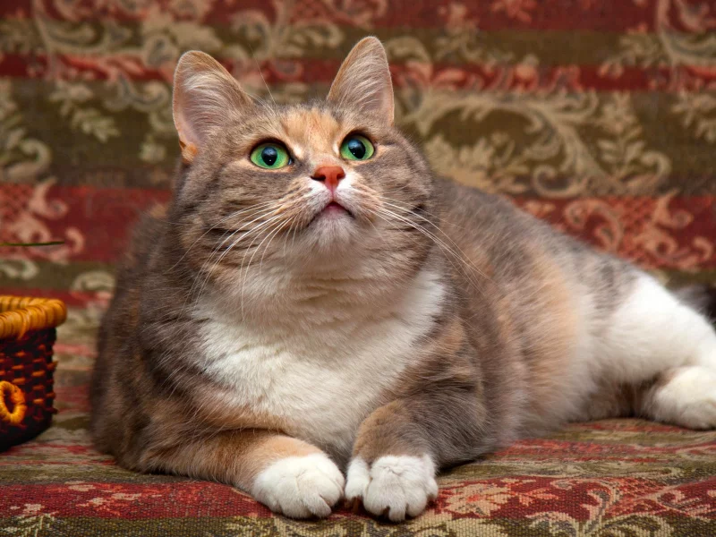 кошка, животные, взгляд, уши