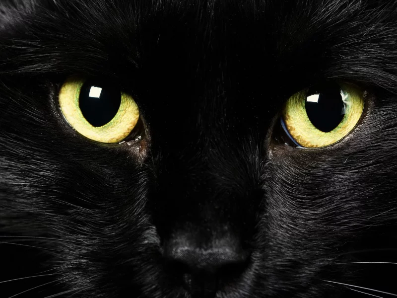 кошка, животные, взгляд