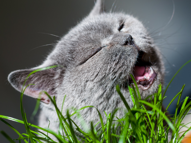 кошка, животные, трава