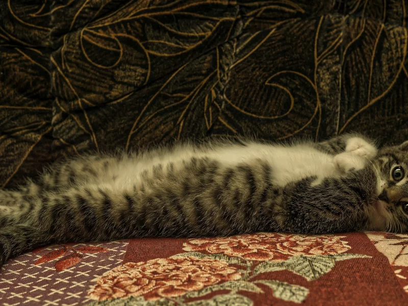кошка, животные, взгляд