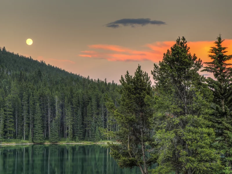 лес, деревья, луна, небо