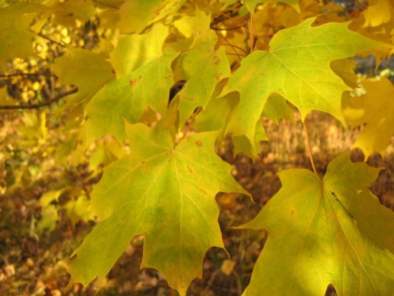 листья опавшие, осень