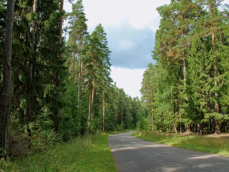 лес, деревья, дорога