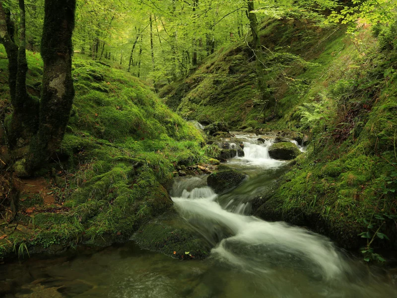 природа, лес, река, осень