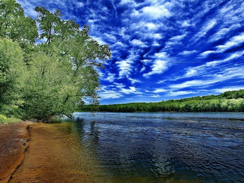 река, берег, дерево, лето