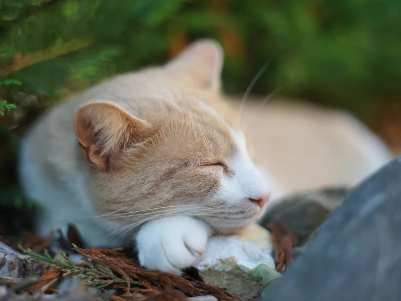 кот, спит, усы