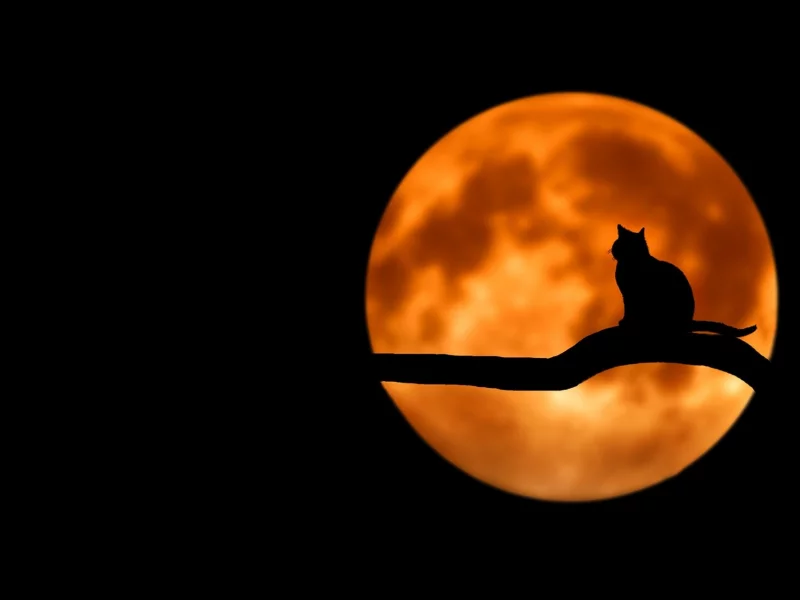 ночь, луна, ветка, кот, силуэт