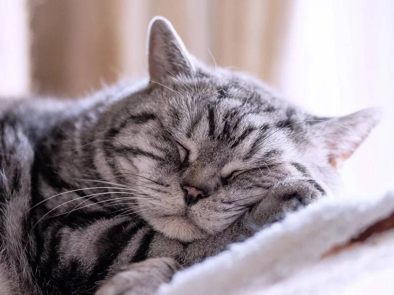 кот, спит, усы