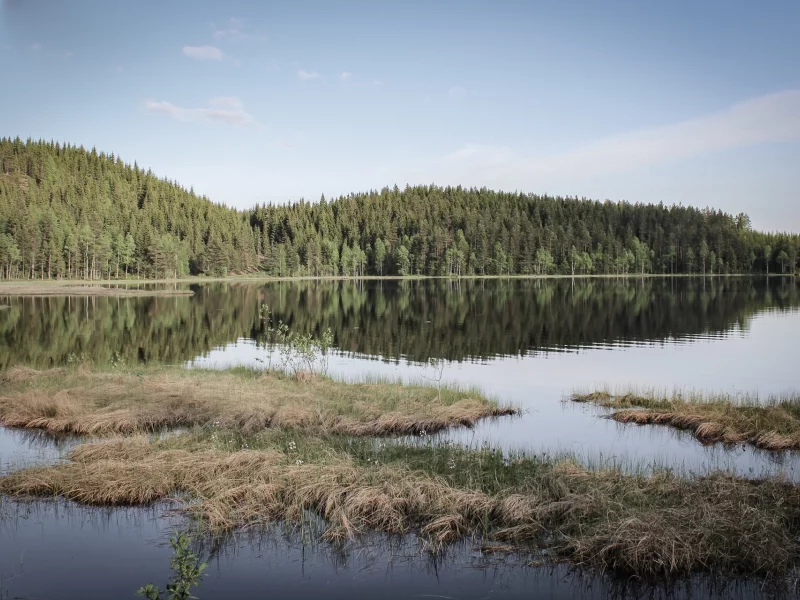 лес, вода