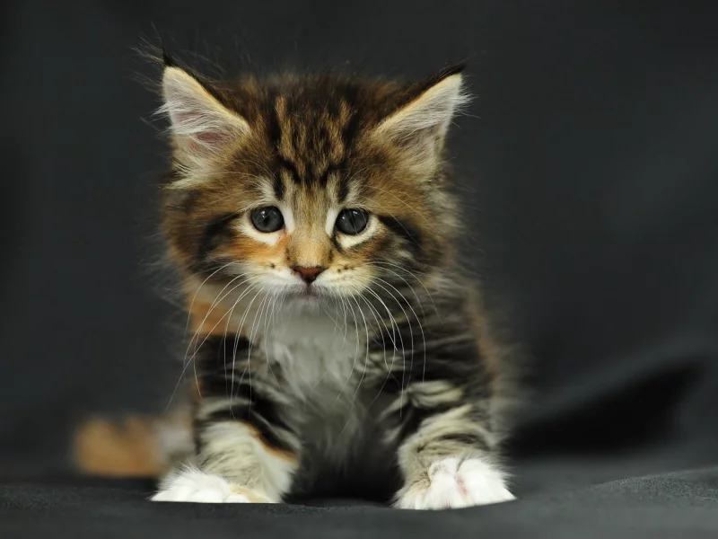 котёнок, маленький