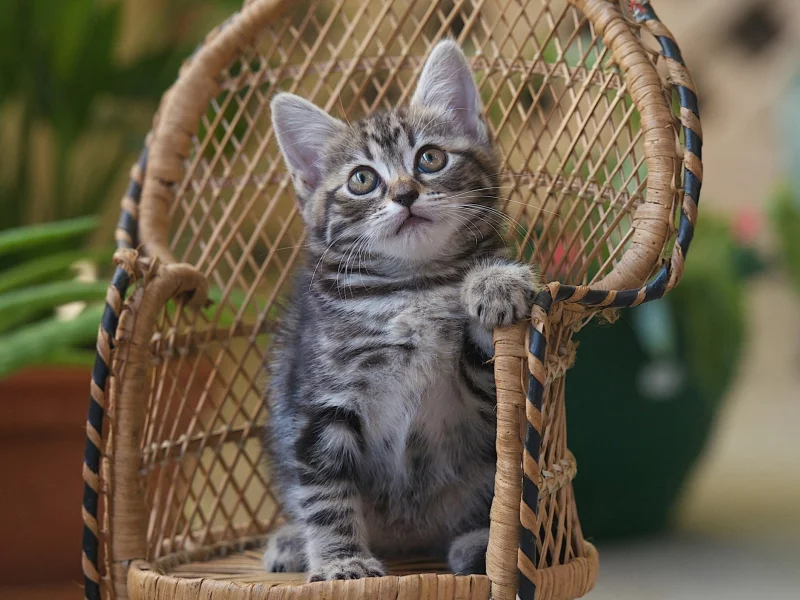 котёнок, взгляд, усы