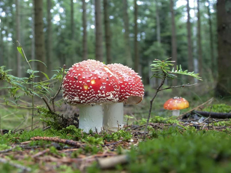 мухоморы, лес