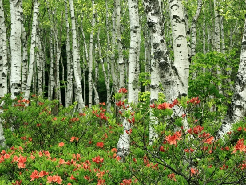 берёзовая роща, цветы