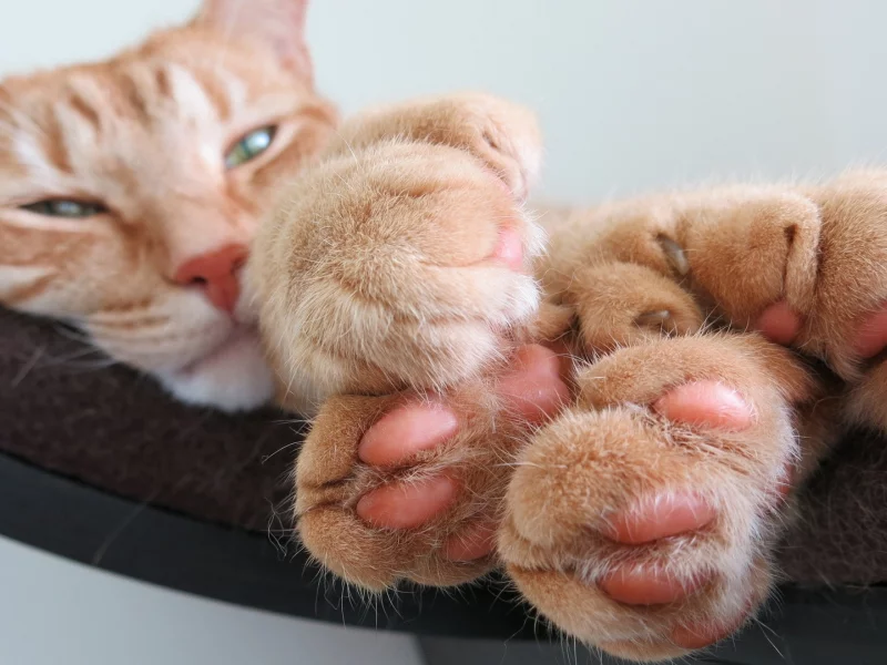 кот рыжий, взгляд, лежит, лапы