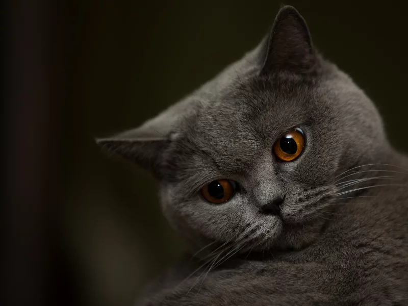 котёнок, взгляд, усы