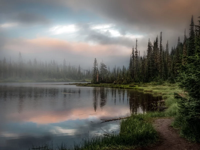 лес, вода