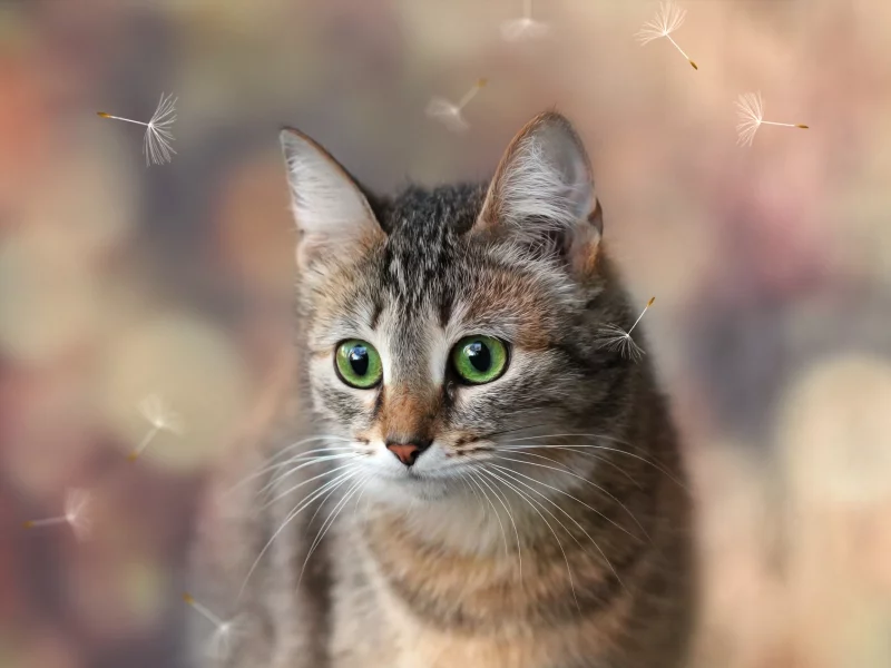 кошка, животные, взгляд, уши