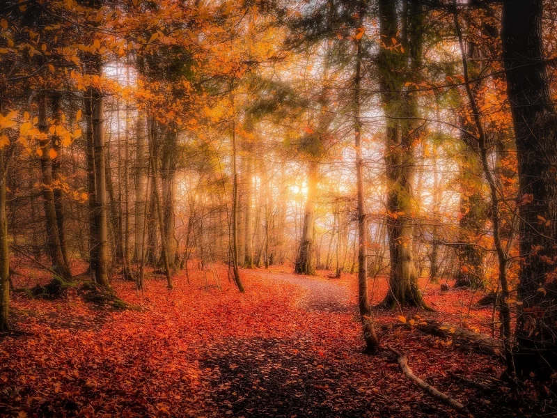 природа, лес, осень, солнечные лучи