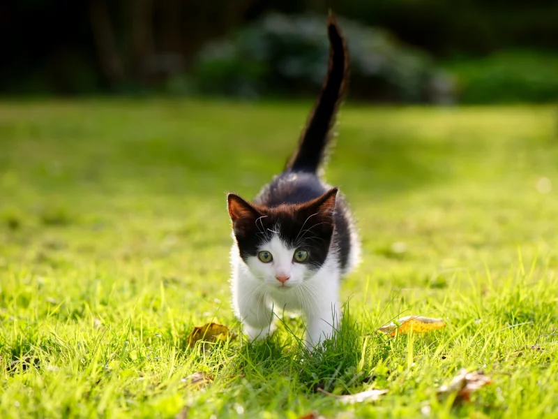 котёнок, взгляд, усы