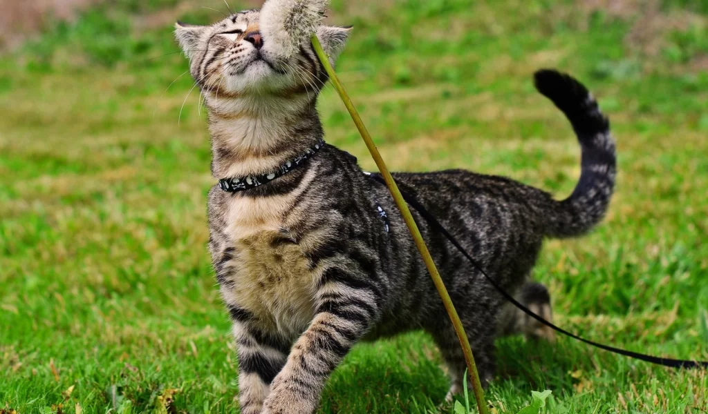 кот, одуванчик