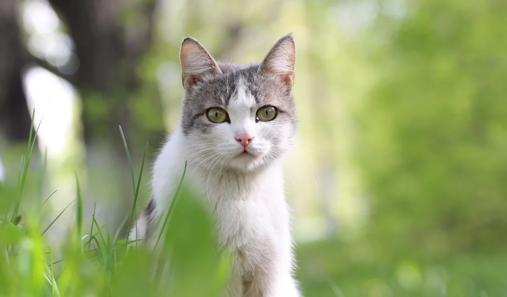 кошка, животные, взгляд, уши