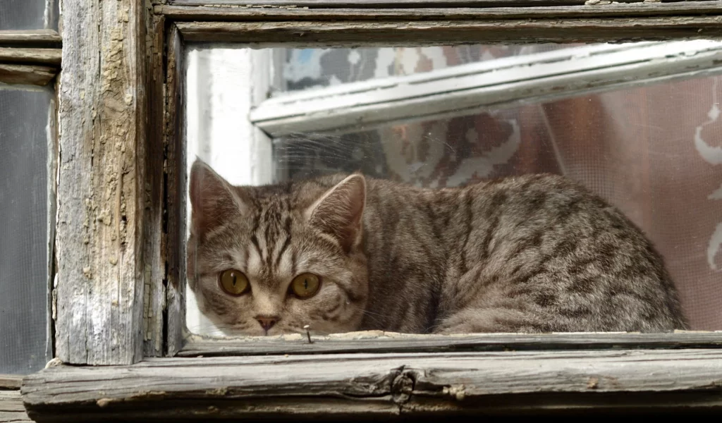 кот, животное, лежит