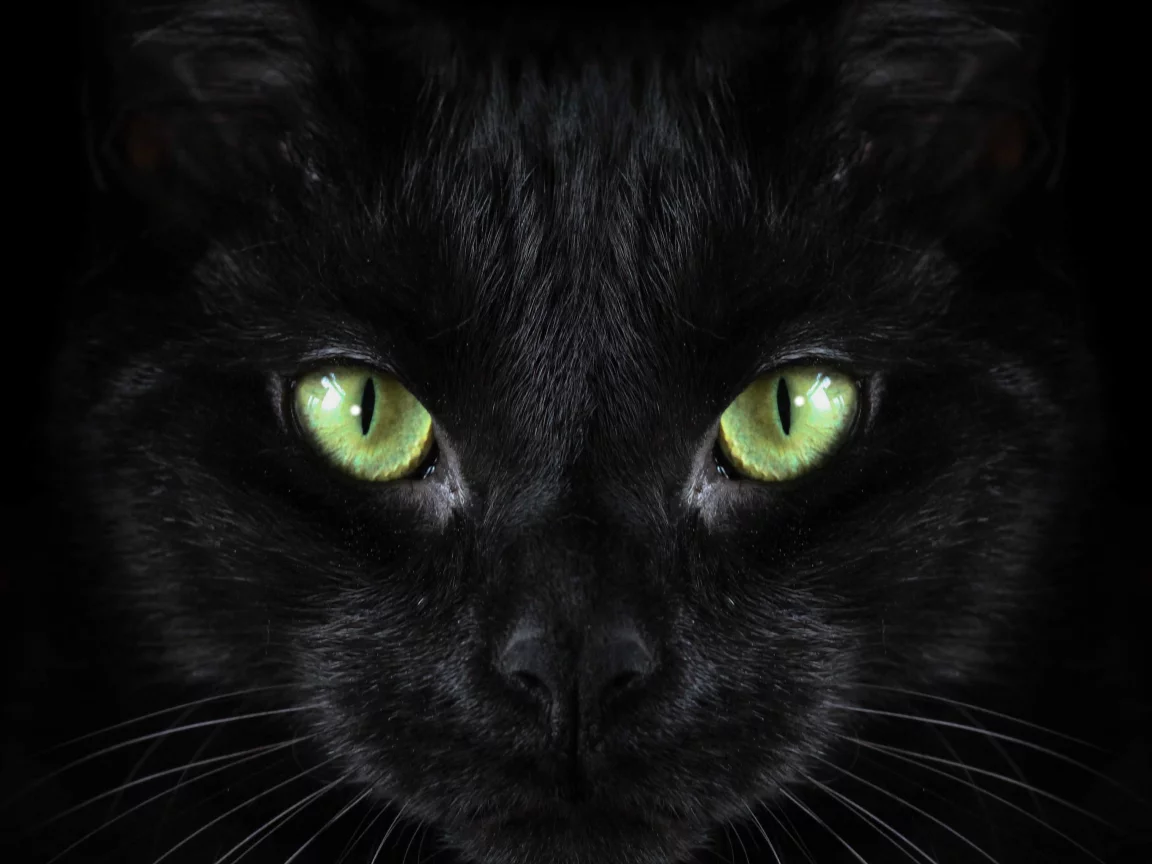 кот, взгляд, усы