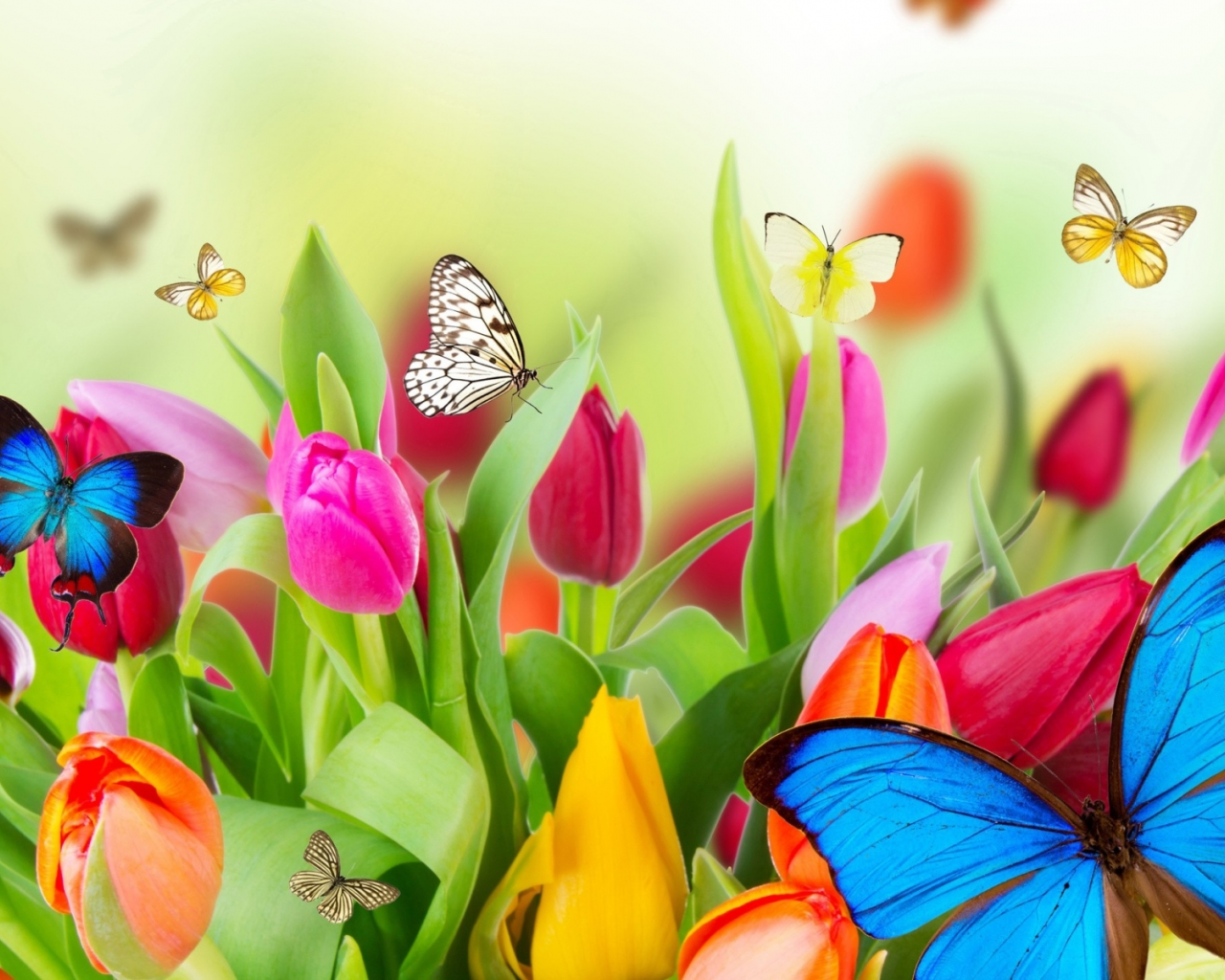 цветы, тюльпаны, бабочки