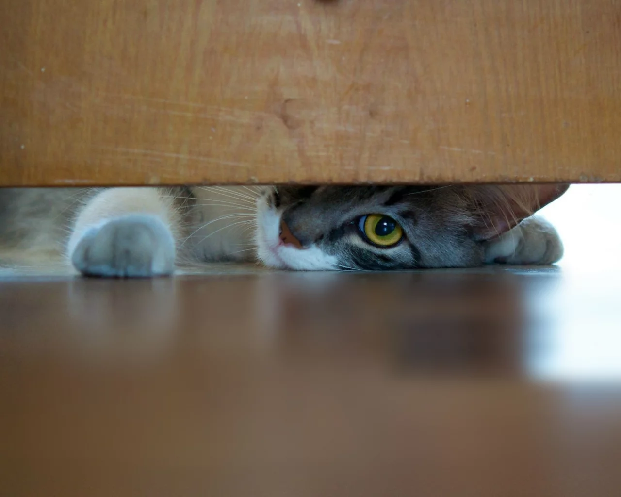 котёнок, взгляд, усы