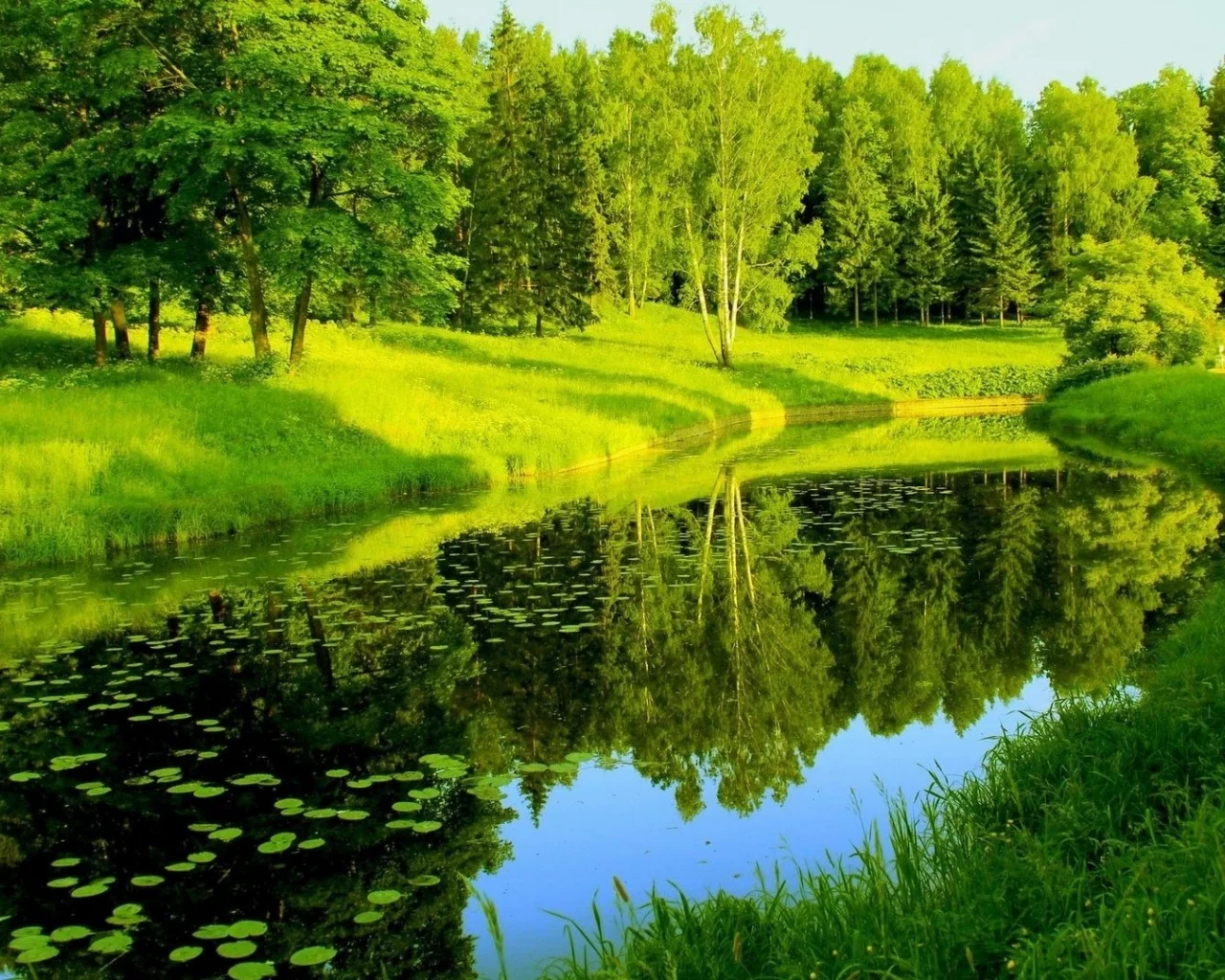 река, лес, деревья, лето