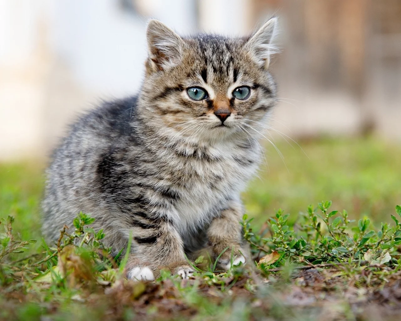 котёнок, маленький, сидит на траве