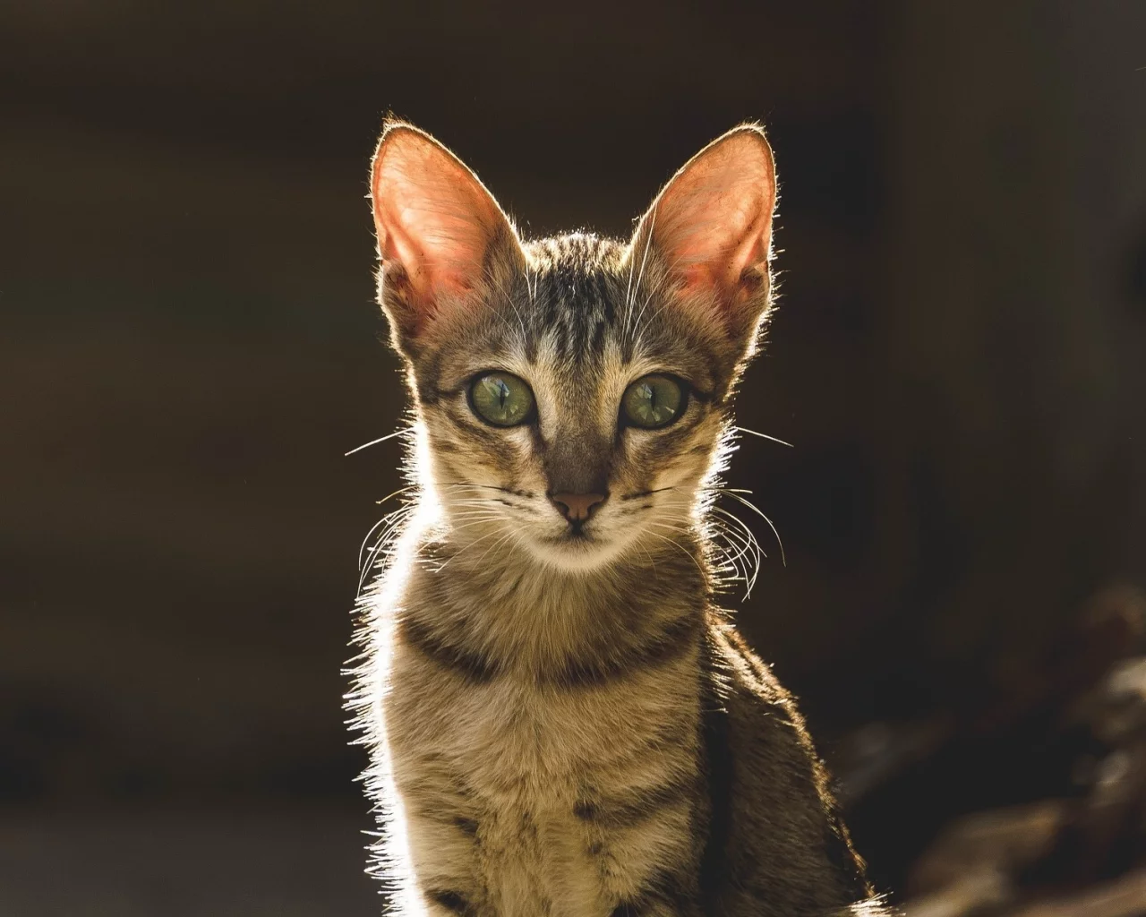 кот, взгляд, животное