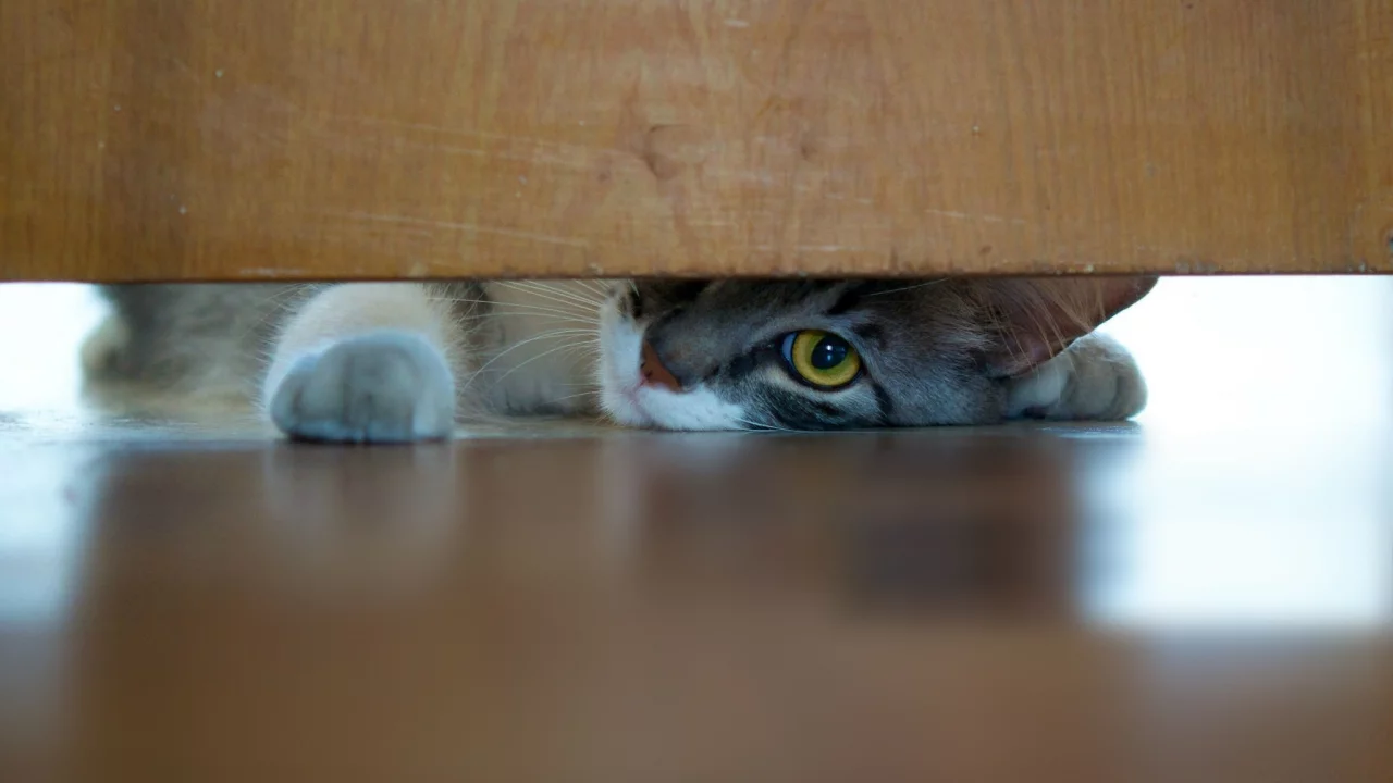котёнок, взгляд, усы