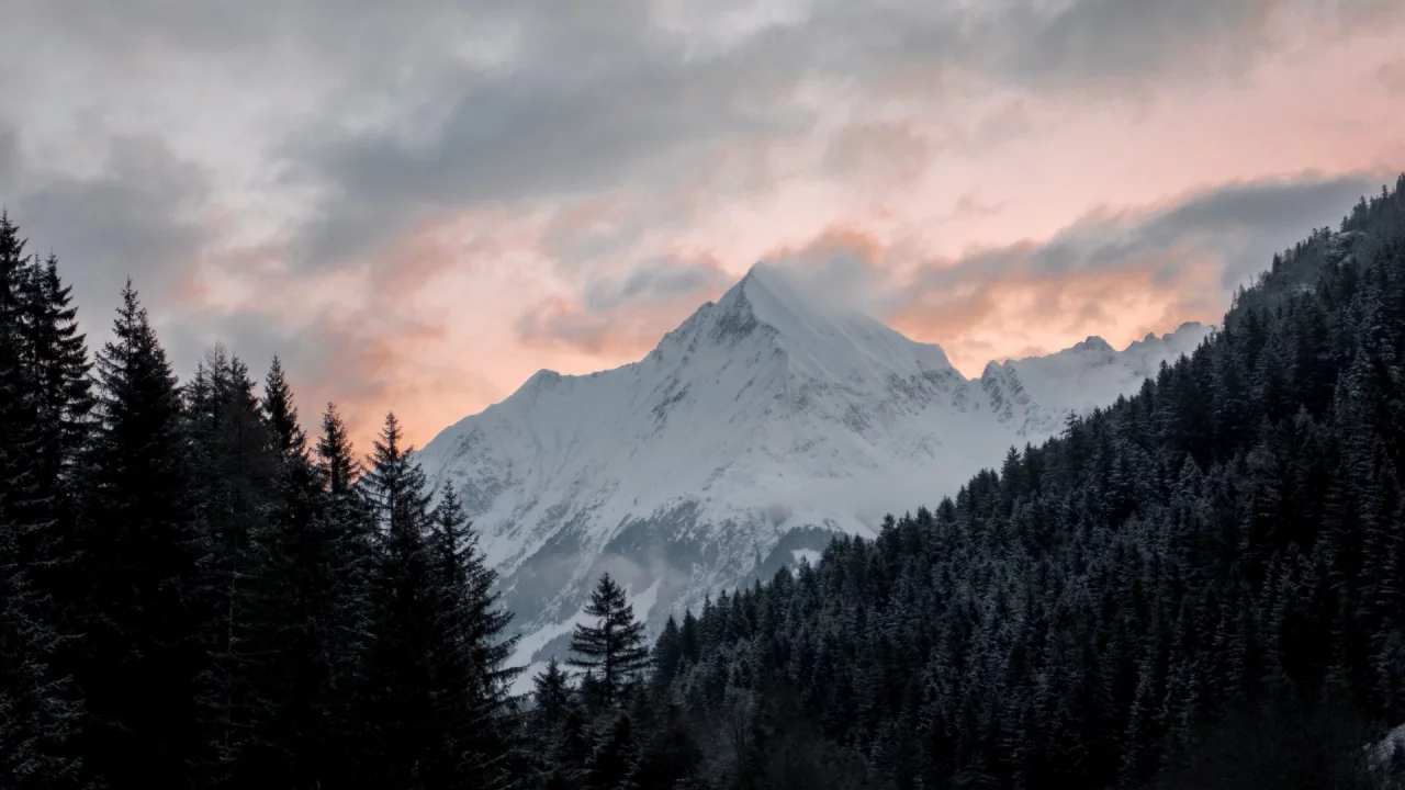 лес, деревья, гора