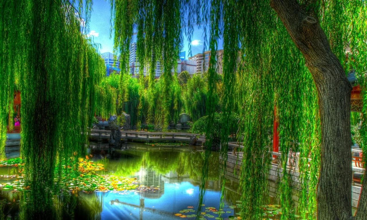 water, trees 2