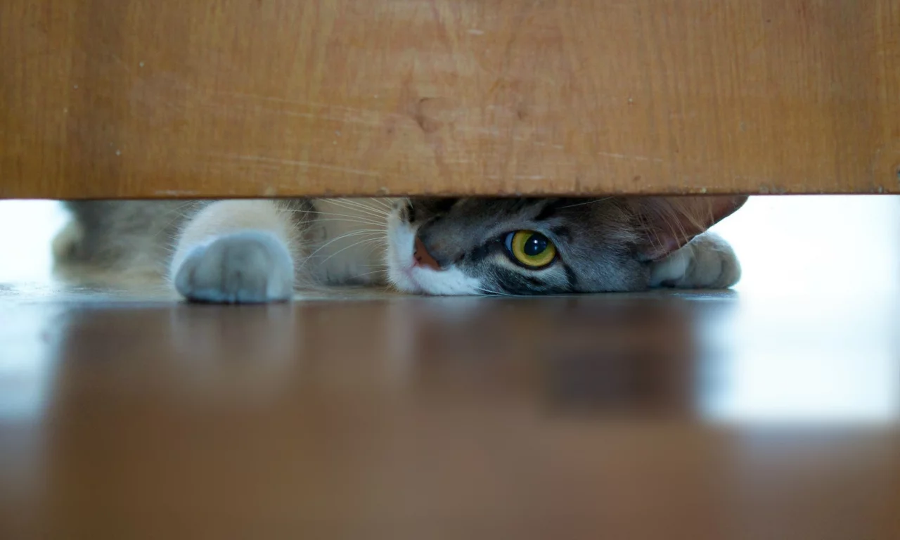 котёнок, взгляд, усы