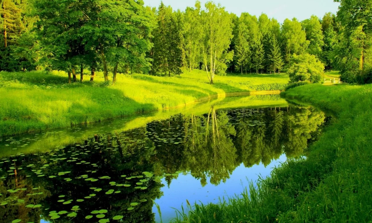 река, лес, деревья, лето