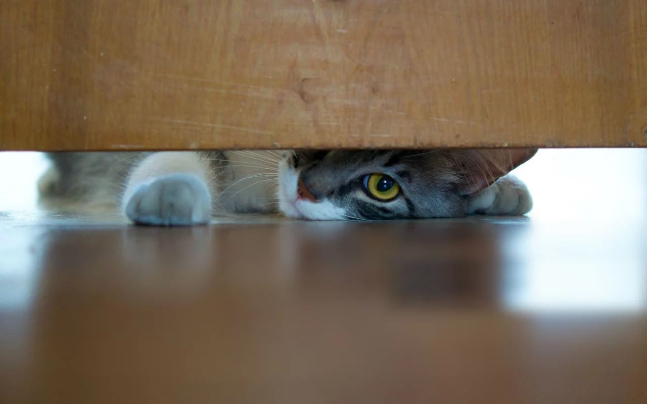 котёнок, взгляд, усы