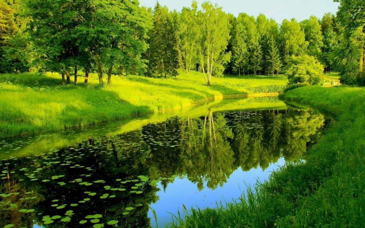 река, лес, деревья, лето