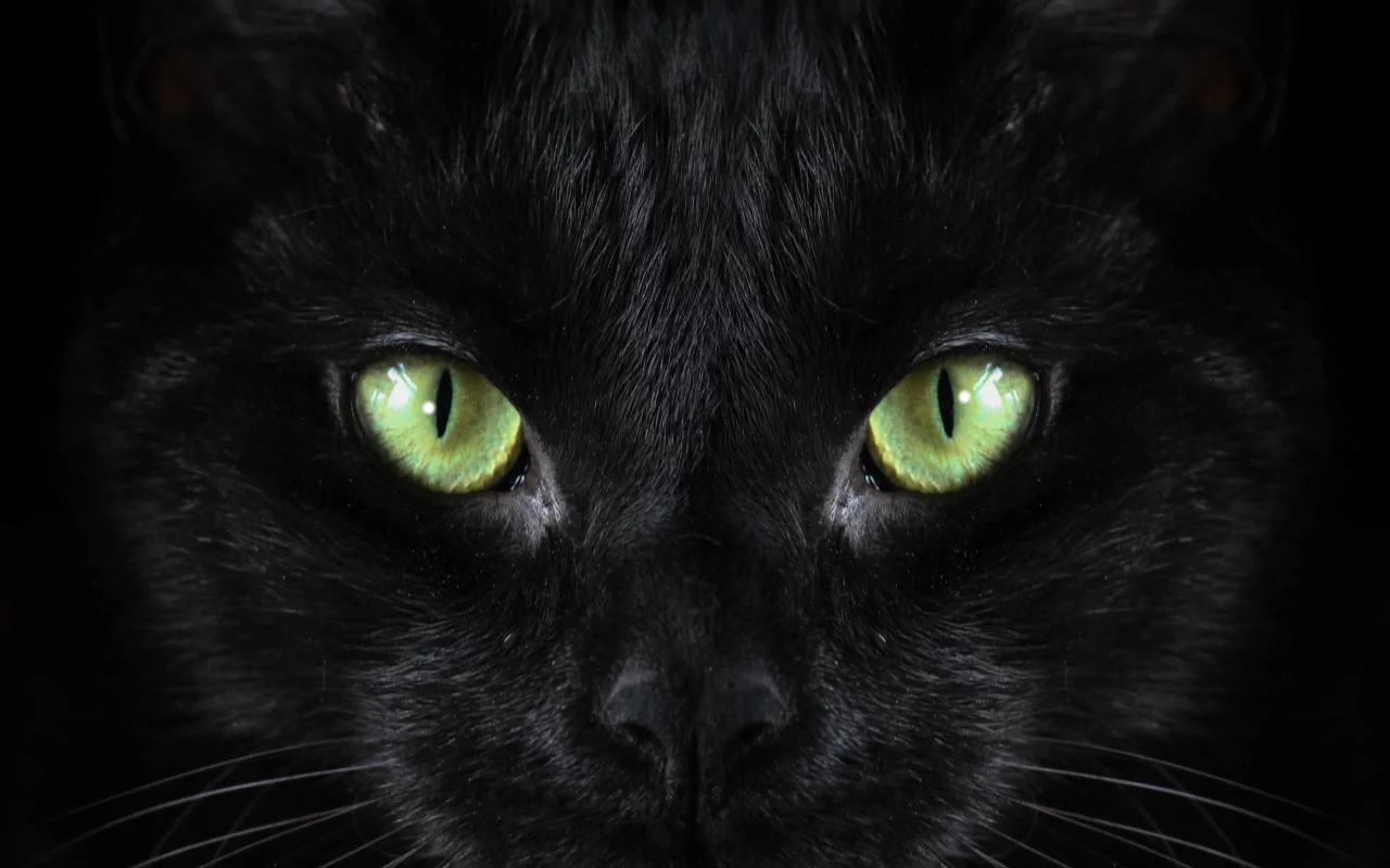 кот, взгляд, усы